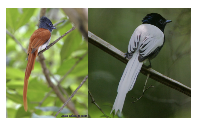 decorative figure showing flycatcher birds