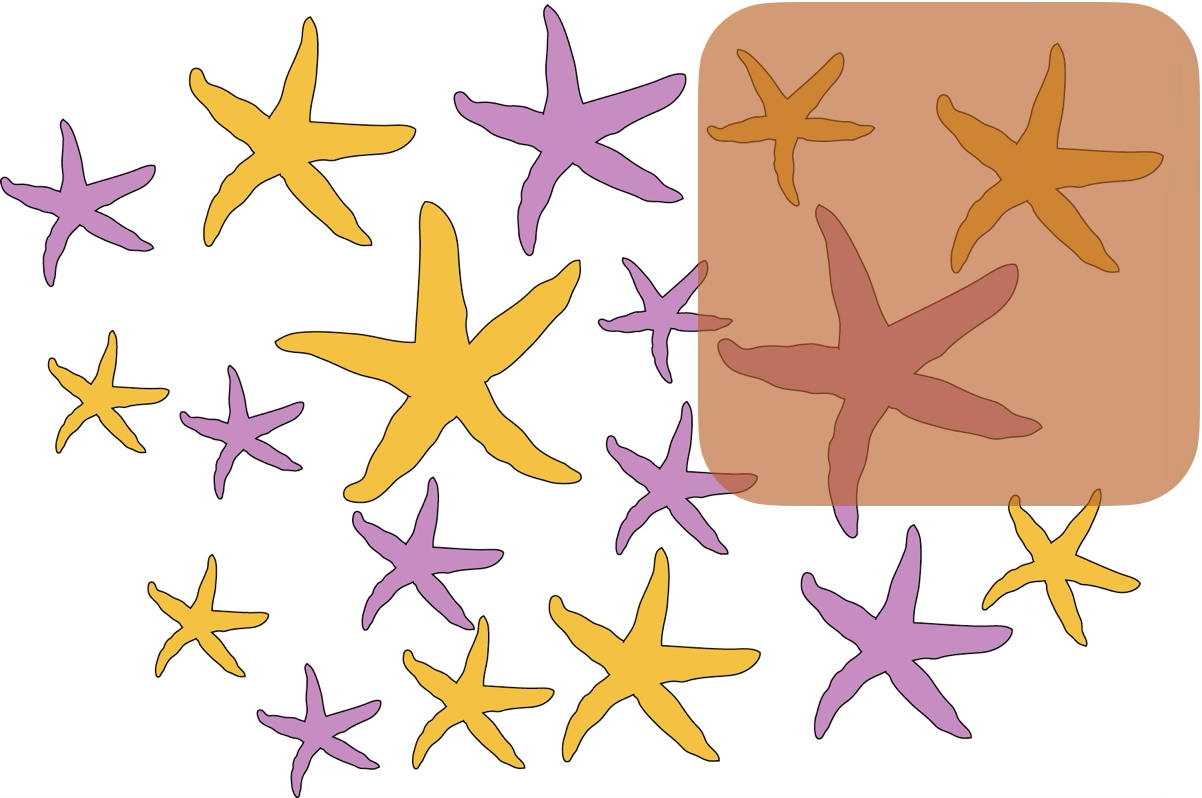 Several starfish, some orange, some pink. A rectangle surrounds three of them, one pink and two orange.